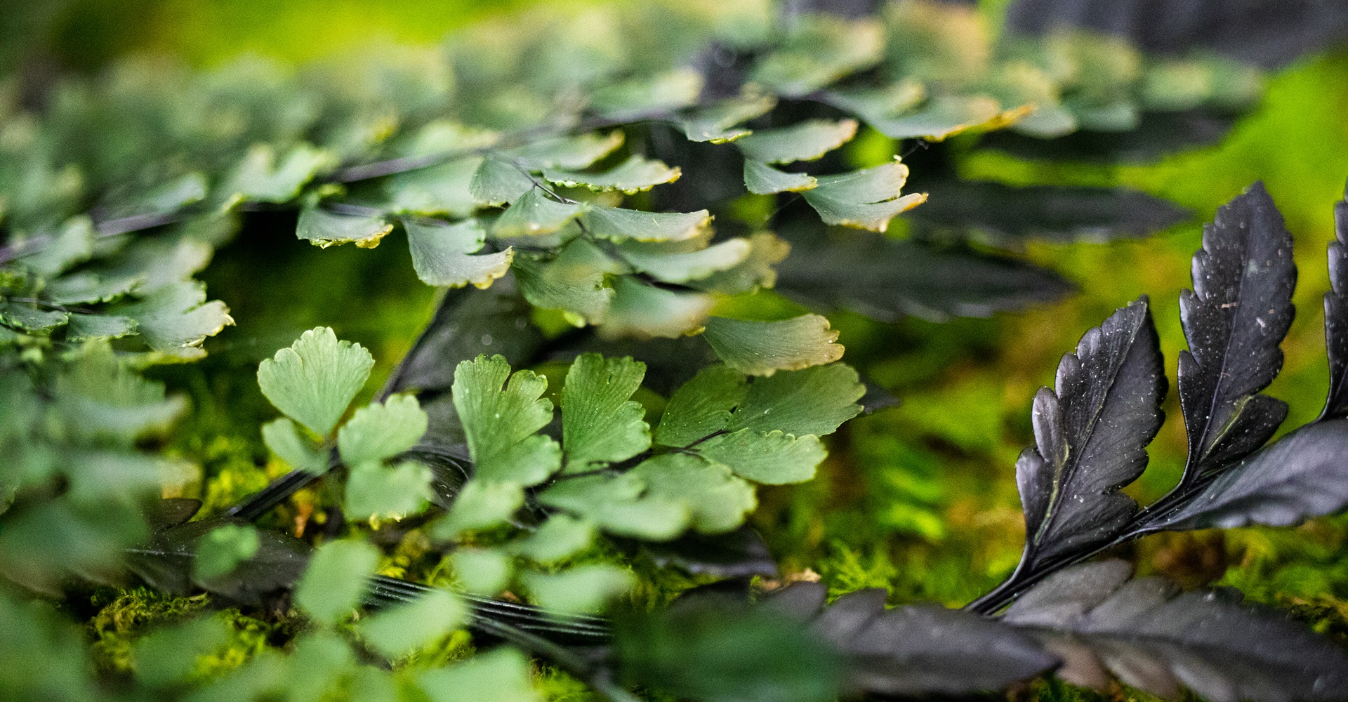 MAO Moos - Mooswerkstatt