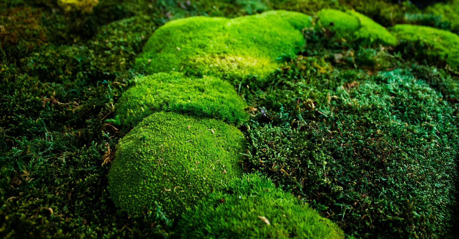 MAO Moos - Mooswerkstatt